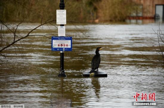 当地时间2月26日，受风暴“西娅拉”和“丹尼斯”影响，英国什罗普郡河水暴涨形成洪灾。图为一只鸟站在什罗普郡什鲁斯伯里镇渔场的标志旁。